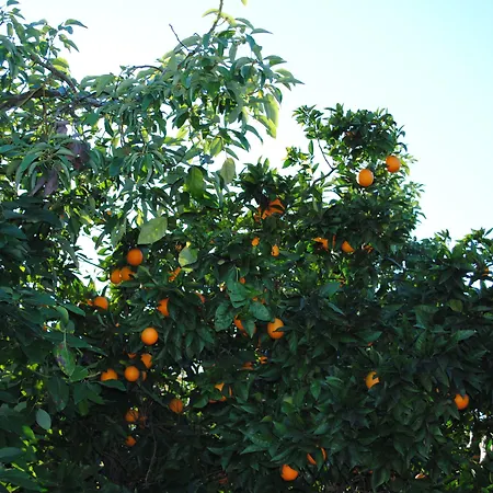 Ξενοδοχείο Tugay